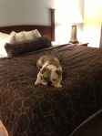 Winston in rest mode, LA hotel