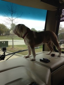 Winston on the dash before leaving Lafayette, LA