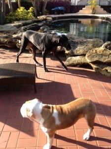 Winston & Athena getting used to their new surroundings.